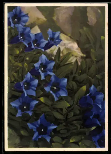 AK Enzian in voller Blüte