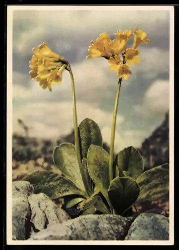 AK Berg-Aurikel zwischen Felsen im Gebirge