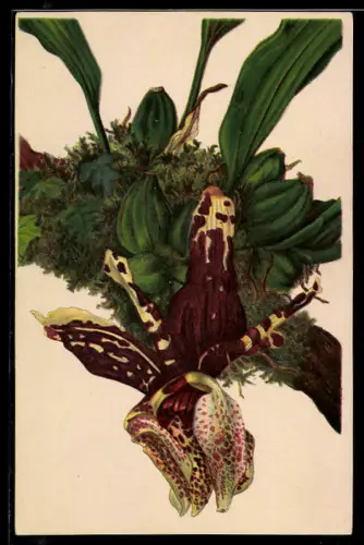 AK München-Nymphenburg, Botanischer Garten, Stanhopea tigrina