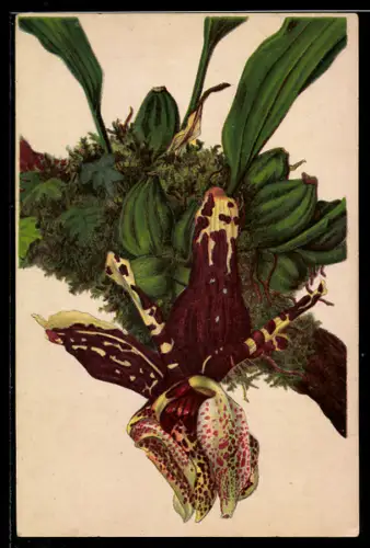 AK München-Nymphenburg, Botanischer Garten, Stanhopea tigrina, Orchidee