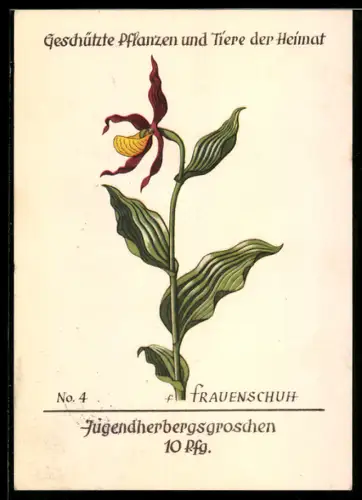 AK Frauenschuh, Bildserie Geschützte Pflanzen u. Tiere der Heimat Nr. 4 des Jugendherbergswerks