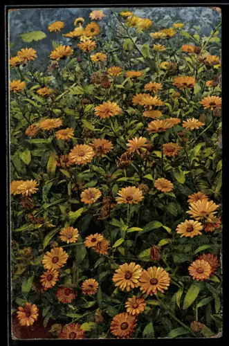 AK Heilpflanze, Ringelblume, Toten-, Gold-, Stinkblume, Ringelrose