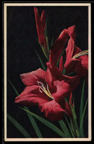 AK Rote Gladiole in Blüte