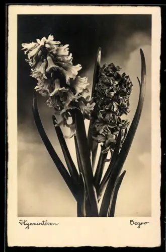 AK Hyazinthen in Blüte