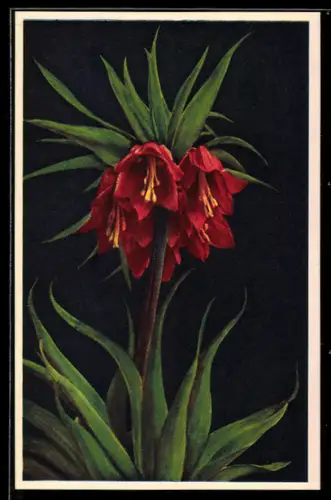 AK Kaiserkrone in Blüte, Lilie