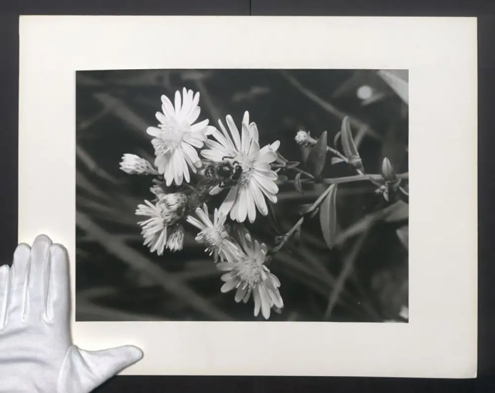 Fotografie Schöne Momentaufnahme einer Biene auf einer erblühten Blume, Grossformat 50 x 39cm 0