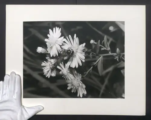 Fotografie Schöne Momentaufnahme einer Biene auf einer erblühten Blume, Grossformat 50 x 39cm