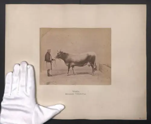 Fotografie Internationale Landwirtschaftliche Ausstellung Hamburg im Jahr 1863, Vesta, Mürzthaler Vollblut-Kuh