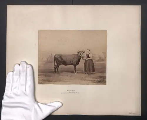Fotografie Internationale Landwirtschaftliche Ausstellung Hamburg im Jahr 1863, Aurora, Angelner Vollblut-Kuh, 40 x 32cm
