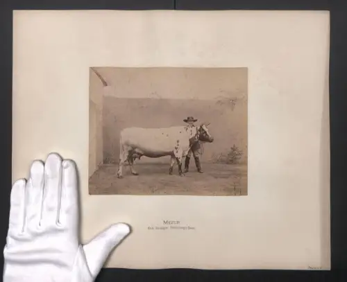 Fotografie Internationale Landwirtschaftliche Ausstellung Hamburg im Jahr 1863, Mezur, Kuh Danziger Niederungs-Race