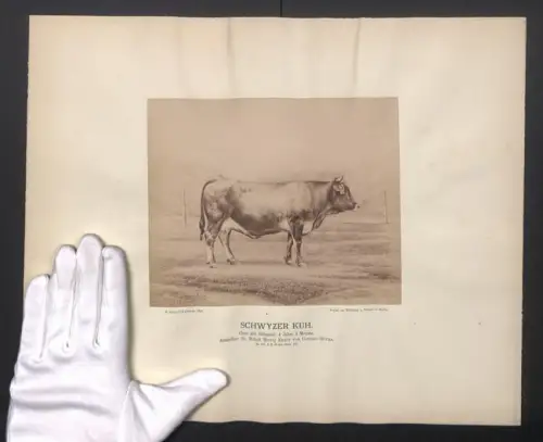 Fotografie Internationale Landwirtschaftliche Ausstellung Hamburg im Jahr 1863, Schwyzer Kuh, 4 Jahre und 4 Monate alt