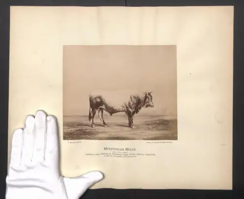 Fotografie Internationale Landwirtschaftliche Ausstellung Hamburg im Jahr 1863, Mürzthaler Bulle, 2 Jahre 6 Monate alt