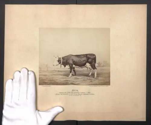 Fotografie Internationale Landwirtschaftliche Ausstellung Hamburg im Jahr 1863, Schlesischer Kuh Jette, 7 Jahre alt