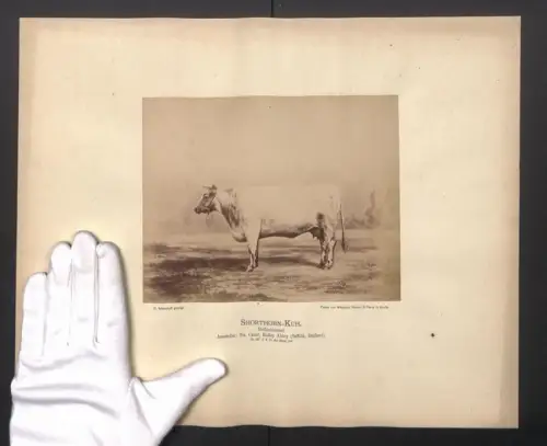 Fotografie Internationale Landwirtschaftliche Ausstellung Hamburg im Jahr 1863, Shorthorn-Kuh, Rotschimmel, 40 x 32cm