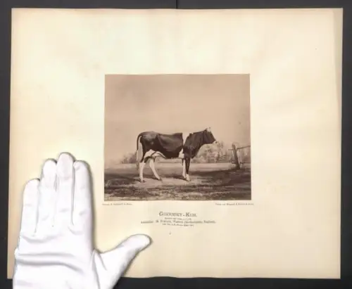Fotografie Internationale Landwirtschaftliche Ausstellung Hamburg im Jahr 1863, Guernsey-Kuh, 4 Jahre 6 Monate alt