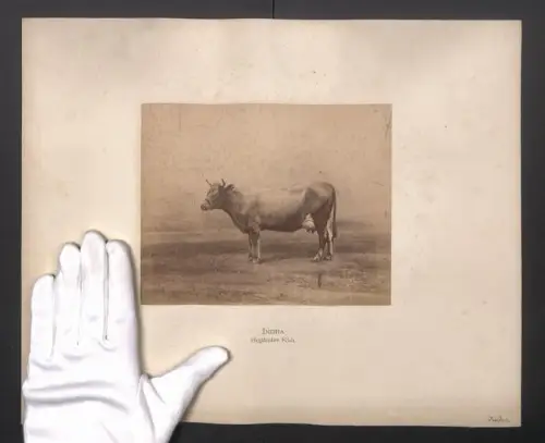 Fotografie Internationale Landwirtschaftliche Ausstellung Hamburg im Jahr 1863, Indra, Holländer Kuh, 40 x 32cm