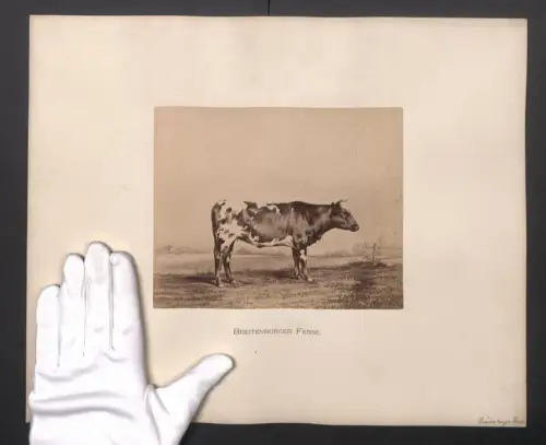 Fotografie Internationale Landwirtschaftliche Ausstellung Hamburg im Jahr 1863, Breitenburger Ferse, Kuh, 40 x 32cm