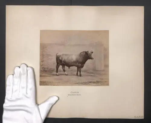 Fotografie Internationale Landwirtschaftliche Ausstellung Hamburg im Jahr 1863, Castor, Shorthorn-Bulle, 40 x 32cm