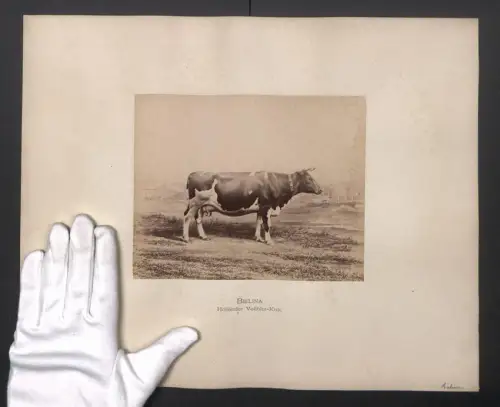 Fotografie Internationale Landwirtschaftliche Ausstellung Hamburg im Jahr 1863, Bielina, Holländer Vollblut-Kuh