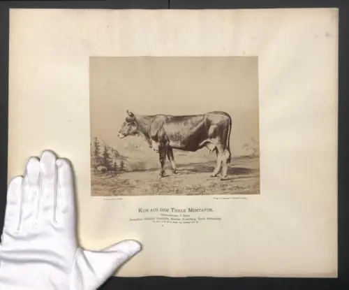 Fotografie Internationale Landwirtschaftliche Ausstellung Hamburg im Jahr 1863, Kuh aus dem Thale Montafon, 6 Jahre alt