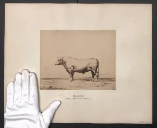 Fotografie Internationale Landwirtschaftliche Ausstellung Hamburg im Jahr 1863, Diodorus, Poller Angus Bulle, schwarz