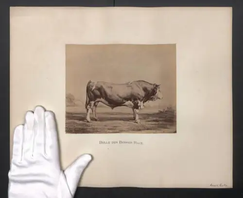 Fotografie Internationale Landwirtschaftliche Ausstellung Hamburg im Jahr 1863, Bulle von der Berner Rasse, 40 x 32cm