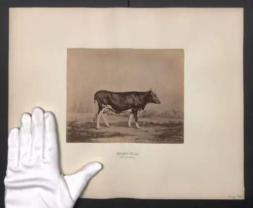 Fotografie Internationale Landwirtschaftliche Ausstellung Hamburg im Jahr 1863, Jersey-Kuh in gelb und weiss, 40 x 32cm
