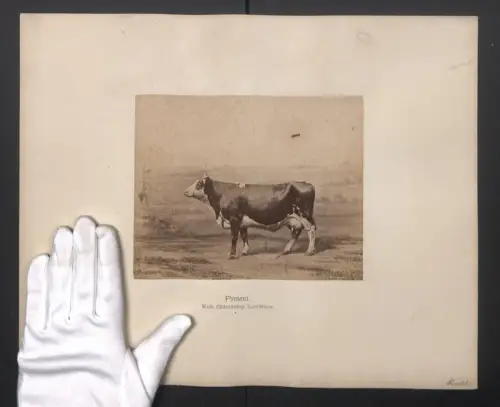 Fotografie Internationale Landwirtschaftliche Ausstellung Hamburg im Jahr 1863, Primel, Kuh Oldenburg, Landrace