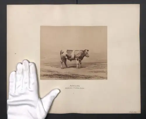 Fotografie Internationale Landwirtschaftliche Ausstellung Hamburg im Jahr 1863, Achilles, Holländer Vollblut-Bulle