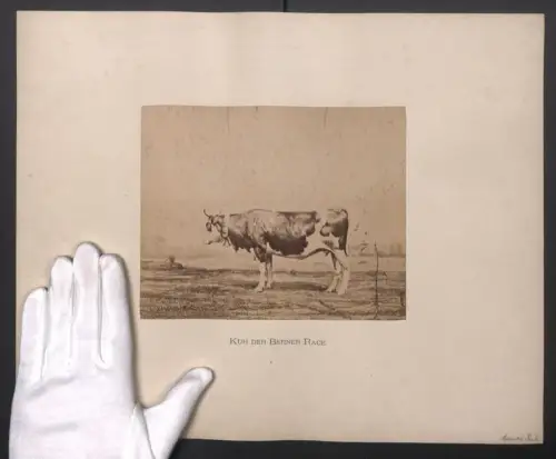 Fotografie Internationale Landwirtschaftliche Ausstellung Hamburg im Jahr 1863, Kuh der Berliner Race, 40 x 32cm