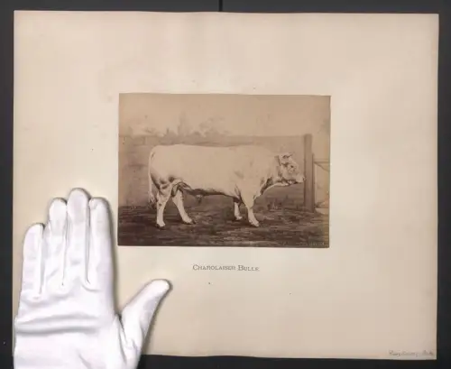 Fotografie Internationale Landwirtschaftliche Ausstellung Hamburg im Jahr 1863, Charolaiser Bulle, Grossformat 40 x 32cm