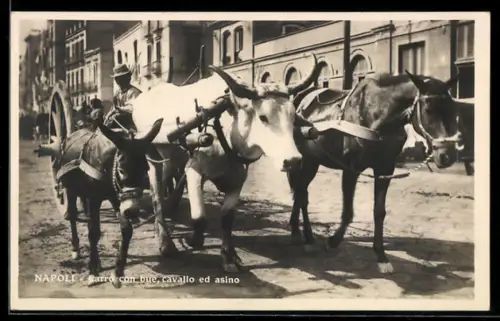 AK Napoli, Carro con bure, cavallo ed asino
