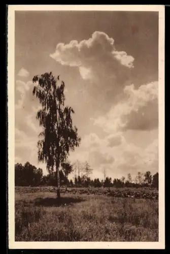 AK Spreewald, Abend im Spreewald, Ganzsache WHW Winterhilfswerk