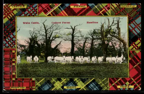 AK Hamilton, White Cattle, Cadzow Forest