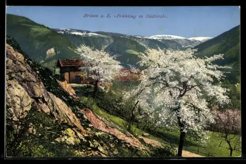 AK Brixen a. E., Gehöft mit Obstbäumen im Frühling