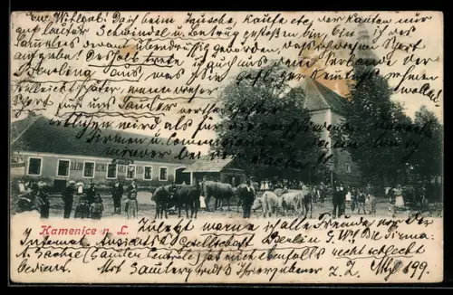 AK Kamenice n. L., Ortspartie, Kühe