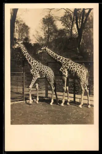 AK Frankfurt a. M., Zoo, Massai-Giraffen Aruscha und Cecil im Aussengehege