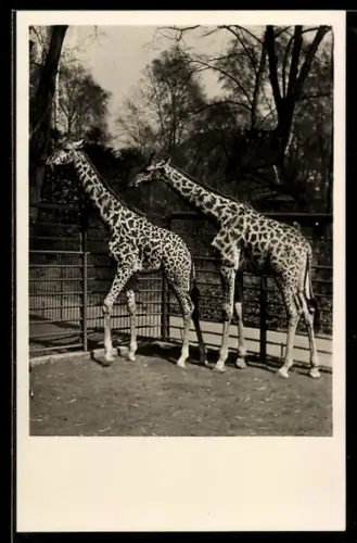 AK Frankfurt a. M., Tiergarten, Weibliche Massai-Giraffe Aruscha u. Rhodesia-Giraffenbulle Cecil