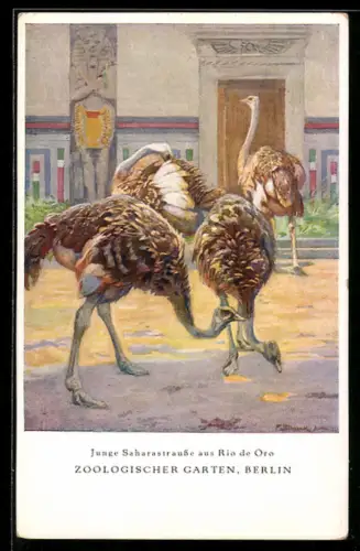Künstler-AK Berlin, Zoologischer Garten, Junge Saharastrausse aus Rio de Ora