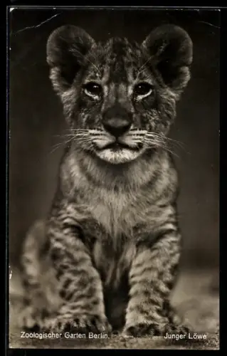 AK Berlin, Löwenkind im Zoo