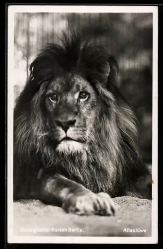AK Berlin, Ein Atlaslöwe im Zoologischen Garten