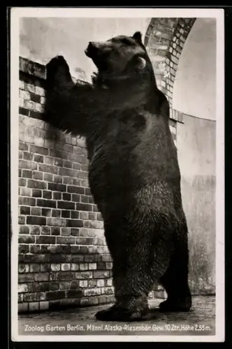 AK Berlin, Zoologischer Garten, Alaska-Riesenbär