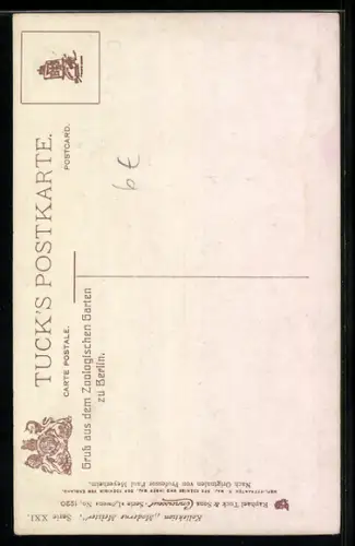 AK Löwe in steiniger Landschaft