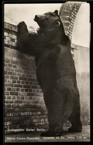 AK Berlin, Zoologischer Garten, Männlicher Alaska-Riesenbär an einer Gebäudewand