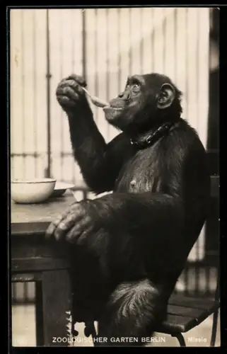 AK Berlin, Zoologischer Garten, Schimpansin Missie beim Essen mit dem Löffel