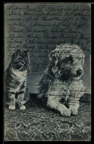 AK Hund und Katze einträchtig nebeneinander auf einem Teppich