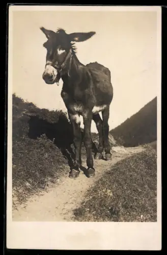 Foto-AK Esel auf einem Pfad im Gebirge