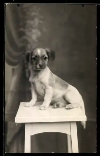 Foto-AK Kleiner Hund auf einem Hocker, Portrait