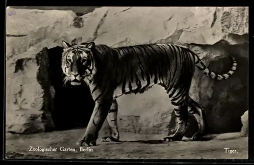 AK Berlin, Zoologischer Garten, Tiger vor künstlichen Felsen
