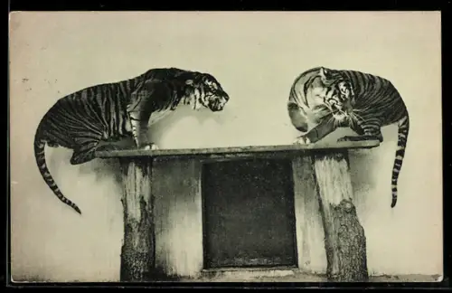 AK Berlin, Zoologischer Garten, Sunda-Tiger